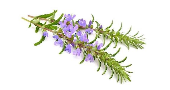 بادرنج بویه 