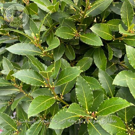 برگ بوی اصیل (درخت غار)